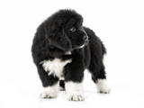 Собаки, щенки Ньюфаундленд, цена 25000 Грн., Фото