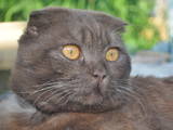 Кошки, котята Шотландская вислоухая, цена 100 Грн., Фото