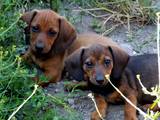 Собаки, щенята Жорсткошерста такса, ціна 600 Грн., Фото