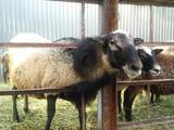 Животноводство,  Сельхоз животные Бараны, овцы, цена 1500 Грн., Фото