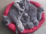 Кішки, кошенята Британська короткошерста, ціна 300 Грн., Фото