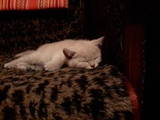 Кошки, котята Британская короткошерстная, цена 300 Грн., Фото