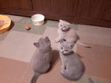 Кішки, кошенята Британська короткошерста, ціна 300 Грн., Фото