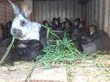 Животноводство Кролиководство, цена 60 Грн., Фото