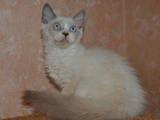 Кошки, котята Рэгдолл, цена 1500 Грн., Фото