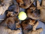Собаки, щенята Довгошерста такса, ціна 2500 Грн., Фото
