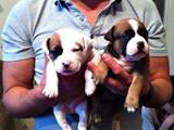 Собаки, щенки Стаффордширский бультерьер, цена 3000 Грн., Фото