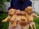 Собаки, щенки Бордосский дог, цена 10000 Грн., Фото