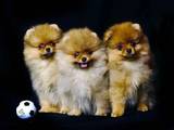 Собаки, щенки Карликовый шпиц, цена 35000 Грн., Фото