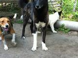 Собаки, щенки Восточно-Сибирская лайка, цена 5000 Грн., Фото