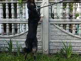 Собаки, щенята Східно-сибірська лайка, ціна 5000 Грн., Фото