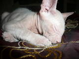 Кошки, котята Неизвестная порода, цена 6000 Грн., Фото