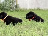 Собаки, щенки Ньюфаундленд, цена 7000 Грн., Фото
