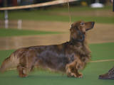 Собаки, щенята Довгошерста такса, ціна 3000 Грн., Фото