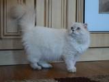 Кошки, котята Хайленд Фолд, цена 4500 Грн., Фото