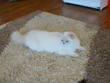 Кішки, кошенята Highland Fold, ціна 4500 Грн., Фото