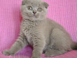 Кошки, котята Шотландская вислоухая, цена 1000 Грн., Фото