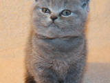 Кошки, котята Британская короткошерстная, цена 500 Грн., Фото
