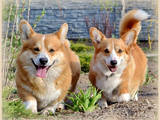 Собаки, щенки Вельш корги пемброк, цена 20000 Грн., Фото