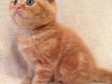 Кошки, котята Шотландская вислоухая, цена 4000 Грн., Фото