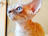 Кішки, кошенята Девон-рекс, ціна 3000 Грн., Фото