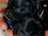Собаки, щенята Англійська Спрінгер спаніель, ціна 1000 Грн., Фото