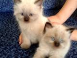 Кішки, кошенята Невськая маскарадна, ціна 850 Грн., Фото