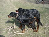 Собаки, щенки Сеттер-гордон, цена 3200 Грн., Фото