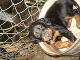 Собаки, щенята Сетер-гордон, ціна 3200 Грн., Фото