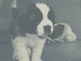 Собаки, щенята Сенбернар, ціна 3300 Грн., Фото