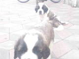 Собаки, щенки Сенбернар, цена 3300 Грн., Фото
