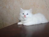 Кошки, котята Турецкая ангора, цена 250 Грн., Фото