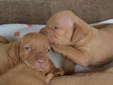 Собаки, щенки Венгерская выжла, цена 7000 Грн., Фото