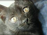 Кішки, кошенята Балінез, ціна 10 Грн., Фото