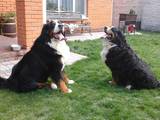 Собаки, щенки Бернская горная собака, цена 8000 Грн., Фото