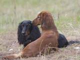 Собаки, щенята Довгошерста такса, ціна 4500 Грн., Фото