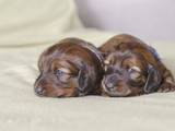 Собаки, щенки Длинношерстная такса, цена 4500 Грн., Фото