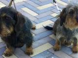Собаки, щенята Жорсткошерста такса, ціна 1000 Грн., Фото