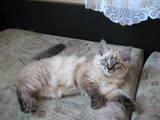 Кішки, кошенята Сибірська, ціна 600 Грн., Фото