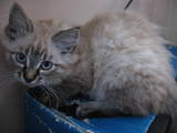 Кошки, котята Сибирская, цена 600 Грн., Фото