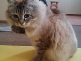 Кошки, котята Сибирская, цена 600 Грн., Фото