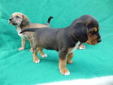 Собаки, щенки Американский коккер, цена 600 Грн., Фото