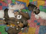 Собаки, щенки Стаффордширский бультерьер, цена 3100 Грн., Фото