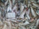 Продовольство Риба і рибопродукти, ціна 14 Грн./кг., Фото