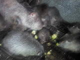 Грызуны Домашние крысы, цена 70 Грн., Фото