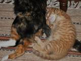 Кішки, кошенята Різне, ціна 1 Грн., Фото