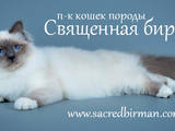 Кішки, кошенята Бірманська, ціна 11000 Грн., Фото