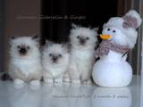 Кішки, кошенята Бірманська, ціна 11000 Грн., Фото