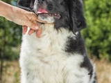 Собаки, щенята Ньюфаундленд, ціна 8000 Грн., Фото