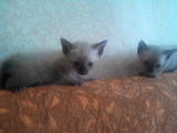 Кошки, котята Тайская, цена 300 Грн., Фото